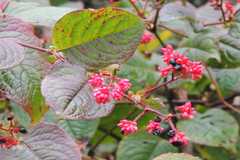 Polygonum sphaerocephalum